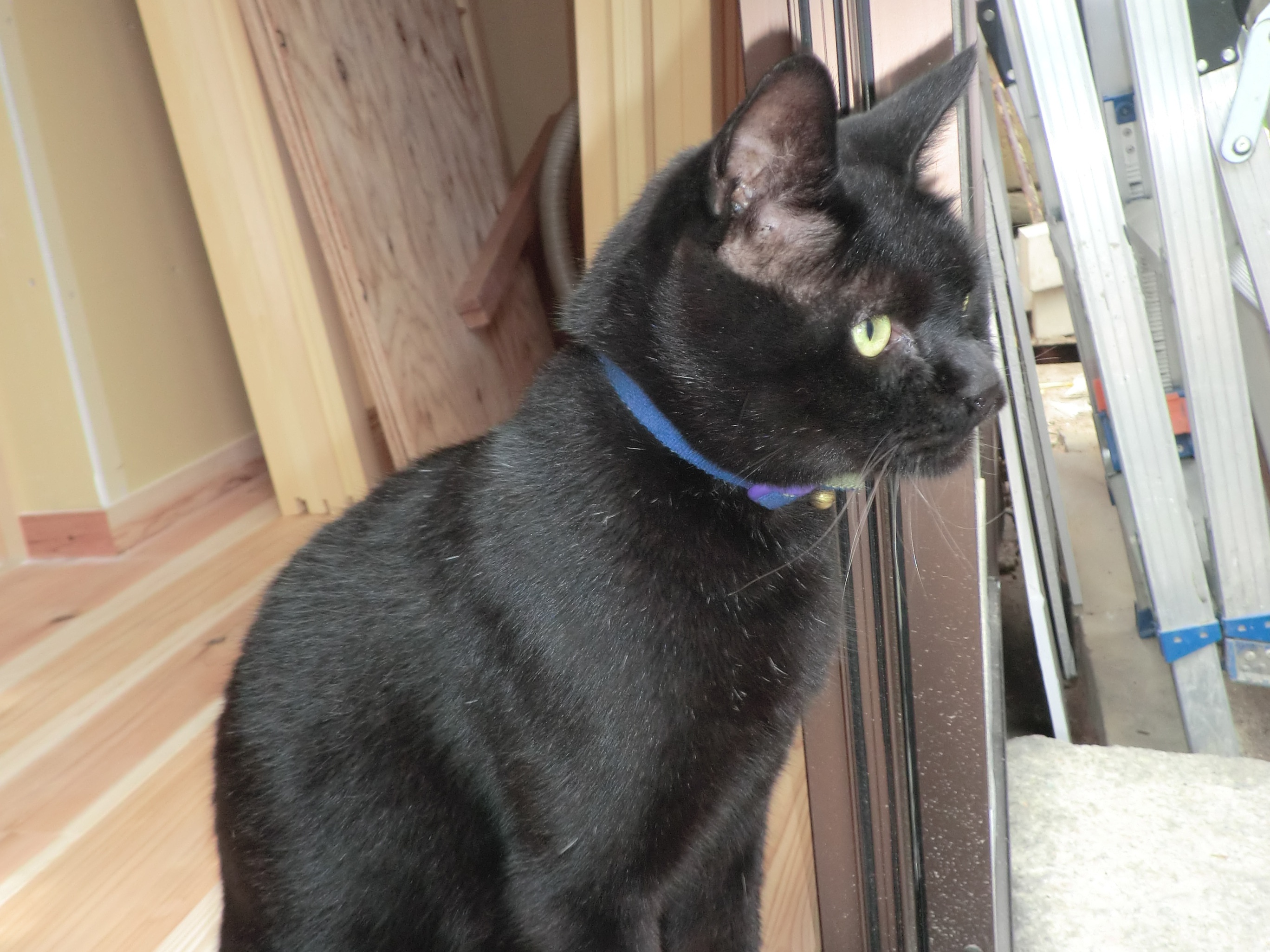 無垢材の床の上で黒猫が窓の外を眺めている