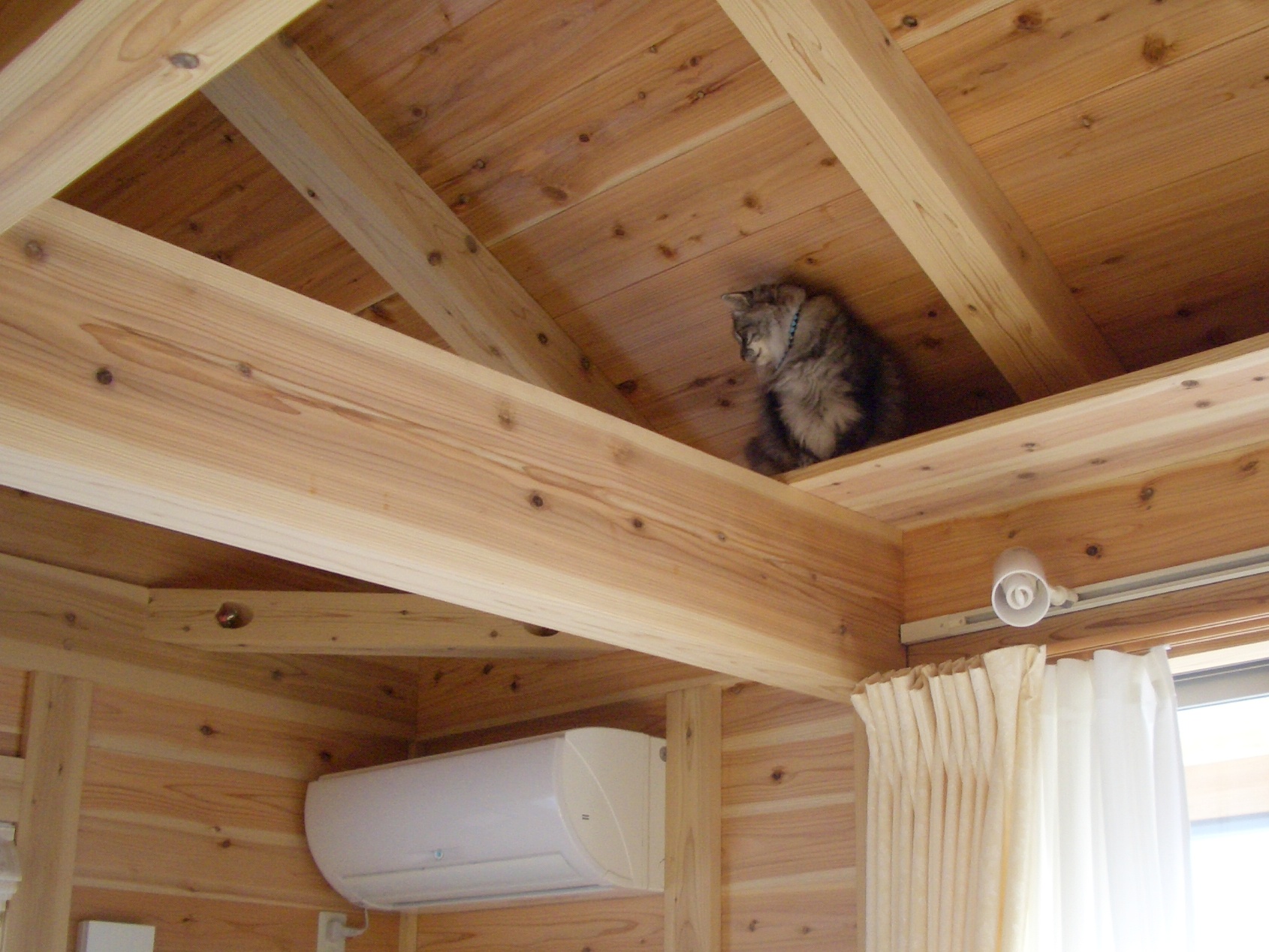 猫が梁の上から見下ろしている