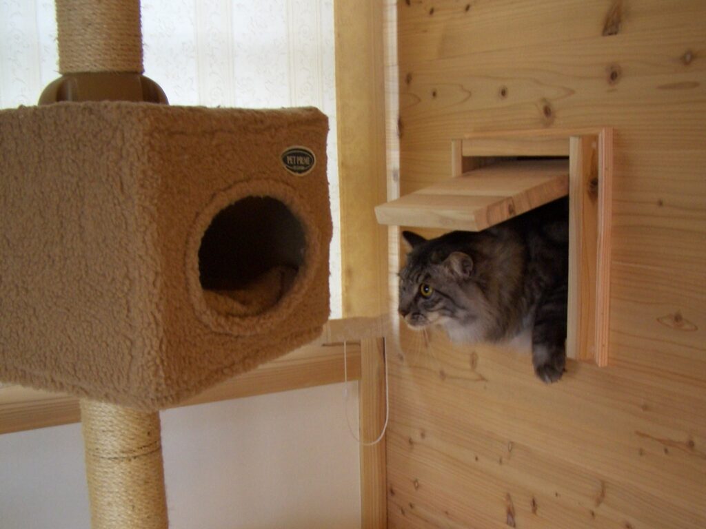 猫が造作の開口部から顔を出している