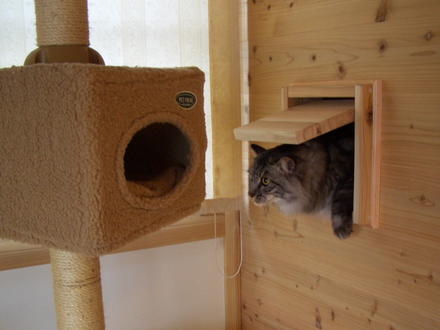 猫が造作の開口部から顔を出している