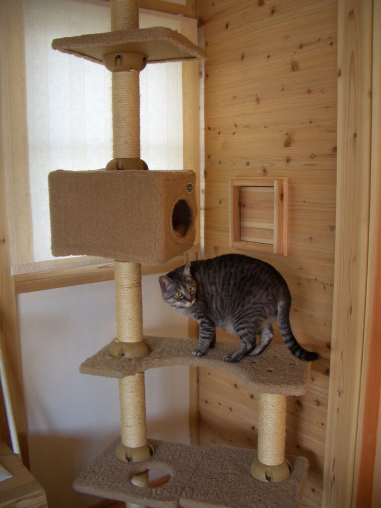 板倉造りの室内に設置されたキャットタワーとくつろぐ猫