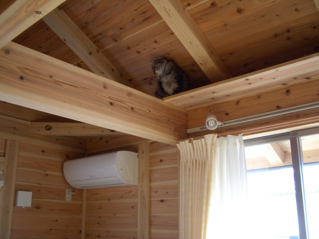 板倉造りの梁の上でくつろぐ猫